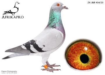 pigeon profile image