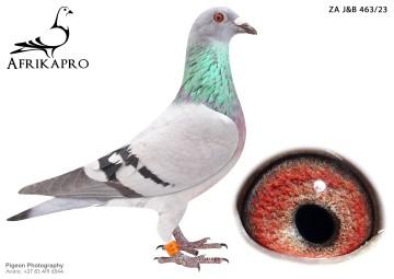 pigeon profile image