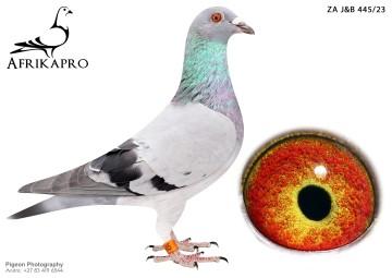 pigeon profile image