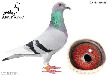 pigeon profile image