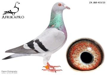 pigeon profile image