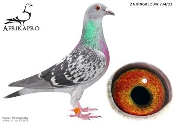 pigeon profile image