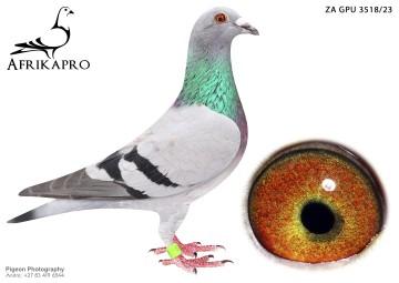 pigeon profile image