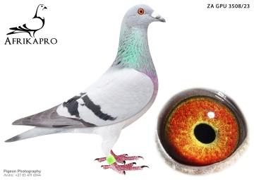 pigeon profile image