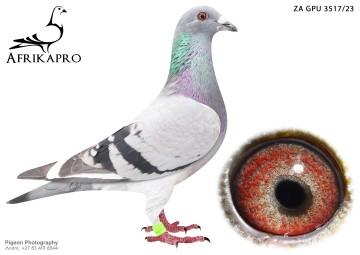 pigeon profile image