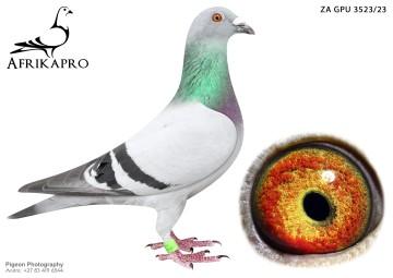 pigeon profile image