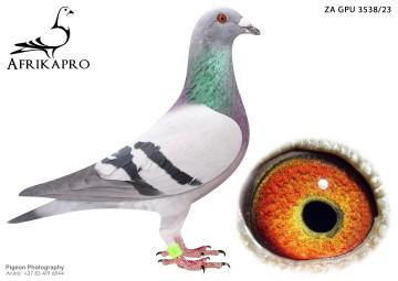 pigeon profile image