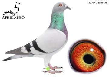 pigeon profile image