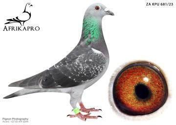 pigeon profile image