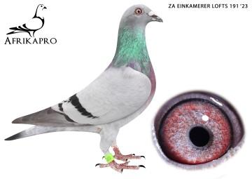 pigeon profile image