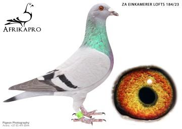 pigeon profile image