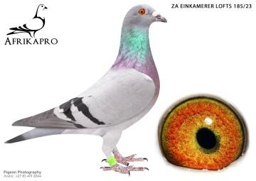 pigeon profile image