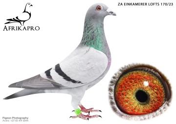 pigeon profile image