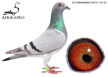 pigeon profile image