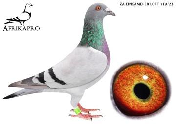 pigeon profile image