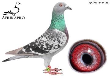 pigeon profile image