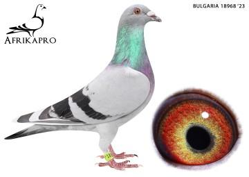 pigeon profile image