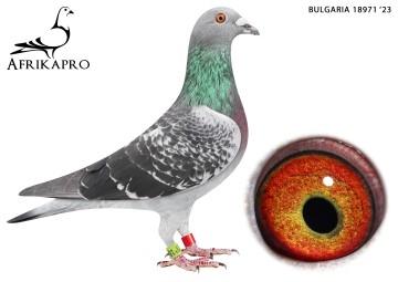 pigeon profile image