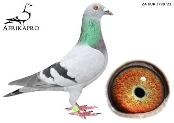 pigeon profile image