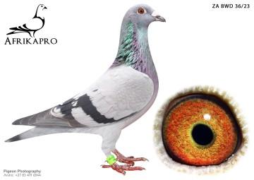 pigeon profile image