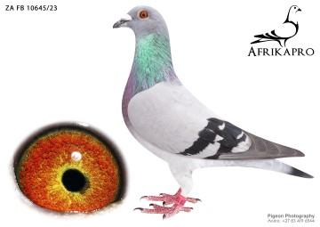 pigeon profile image