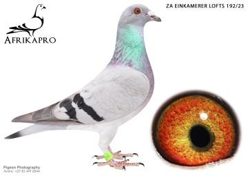 pigeon profile image