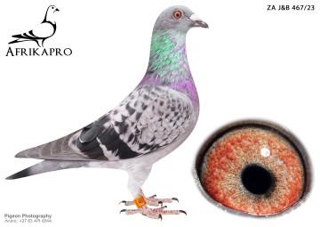 pigeon profile image