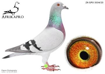 pigeon profile image