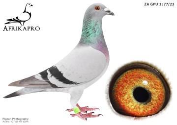 pigeon profile image