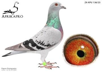 pigeon profile image