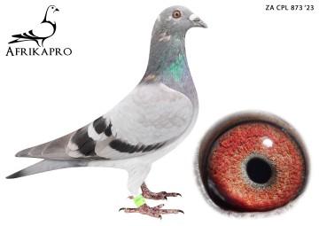 pigeon profile image