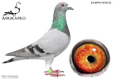 pigeon profile image