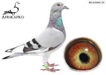 pigeon profile image