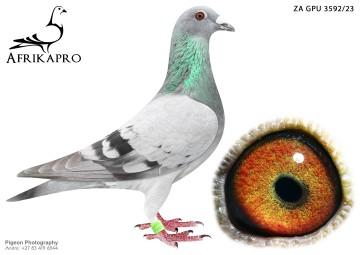 pigeon profile image