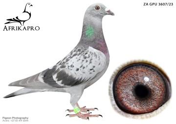 pigeon profile image