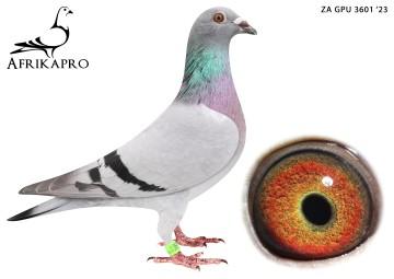 pigeon profile image