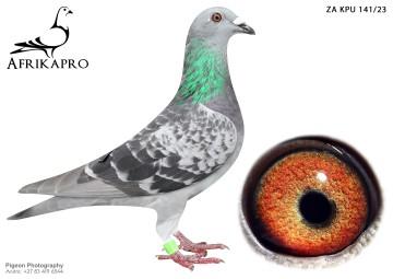 pigeon profile image