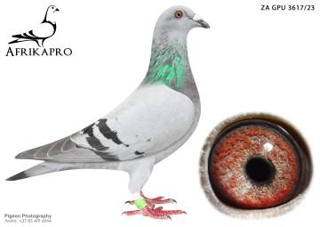 pigeon profile image