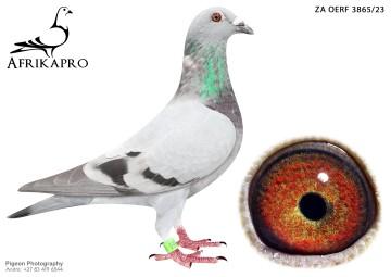 pigeon profile image