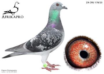 pigeon profile image