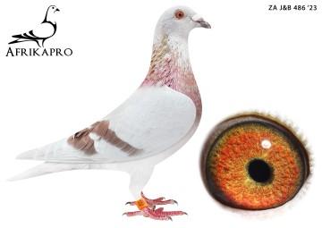 pigeon profile image