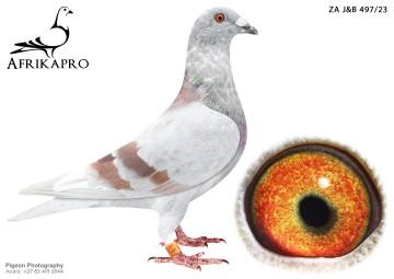 pigeon profile image