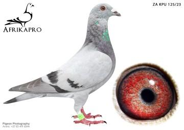 pigeon profile image