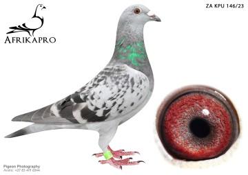 pigeon profile image