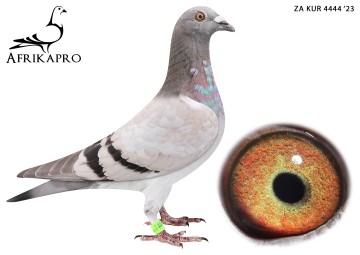 pigeon profile image