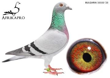 pigeon profile image