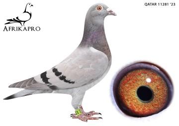 pigeon profile image