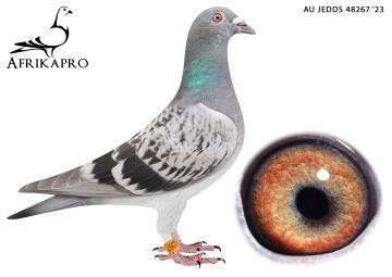 pigeon profile image