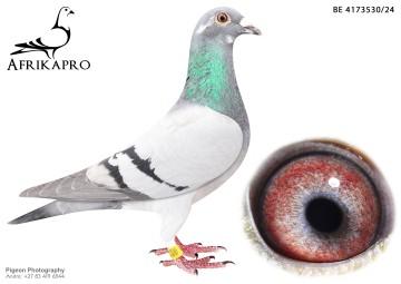 pigeon profile image