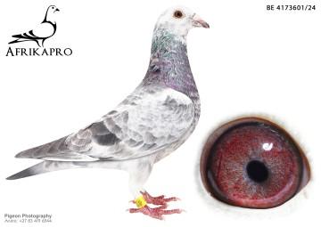 pigeon profile image